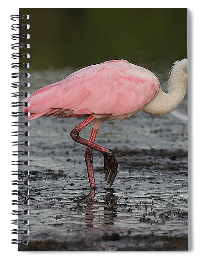 Roseate Spoonbill Spiral Notebook featuring the photograph Roseate Spoonbill 13 by Mingming Jiang