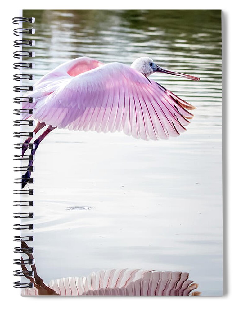 Roseate Spoonbill Spiral Notebook featuring the photograph Roseate Spoonbill 1663-111220-2 by Tam Ryan