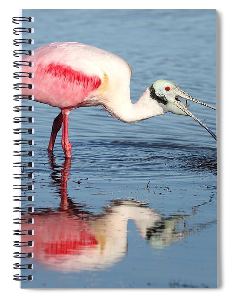 Roseate Spoonbill Spiral Notebook featuring the photograph Roseate Spoonbill 17 by Mingming Jiang
