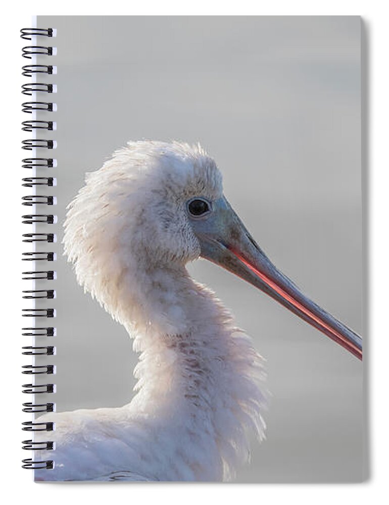 Roseate Spoonbill Spiral Notebook featuring the photograph Roseate Spoonbill 2288-111320-2 by Tam Ryan