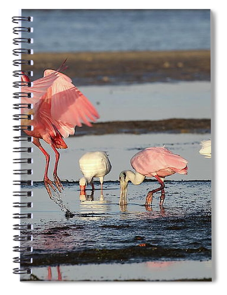 Roseate Spoonbill Spiral Notebook featuring the photograph Roseate Spoonbill 9 by Mingming Jiang