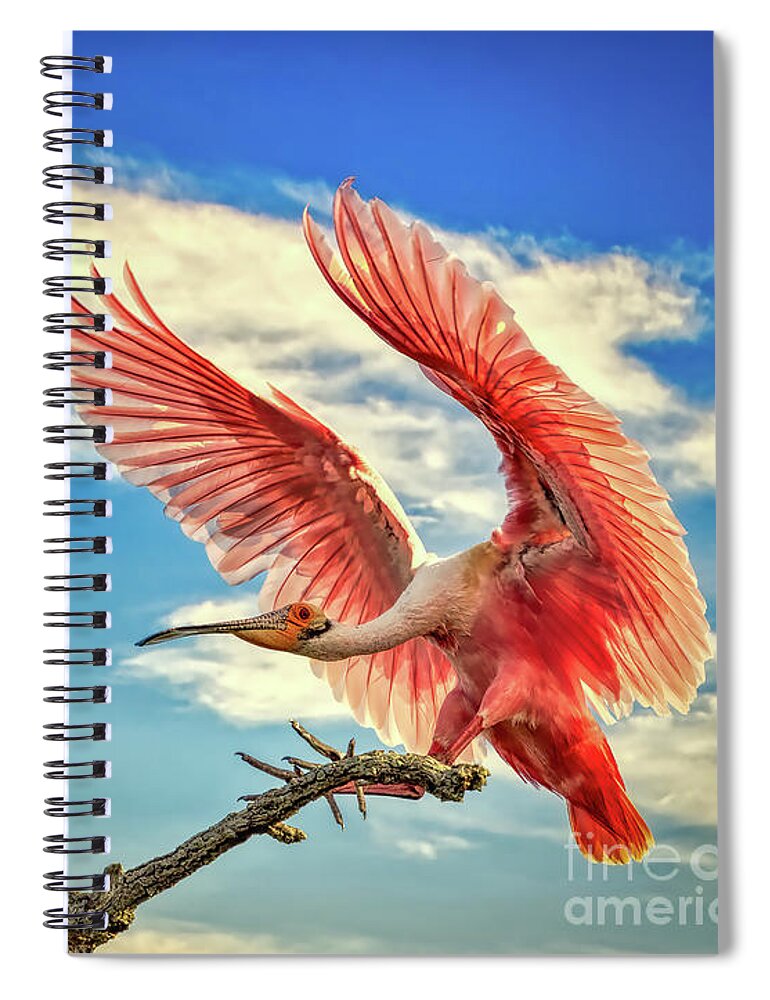 Birds Spiral Notebook featuring the photograph Roseate Spoonbill by DB Hayes