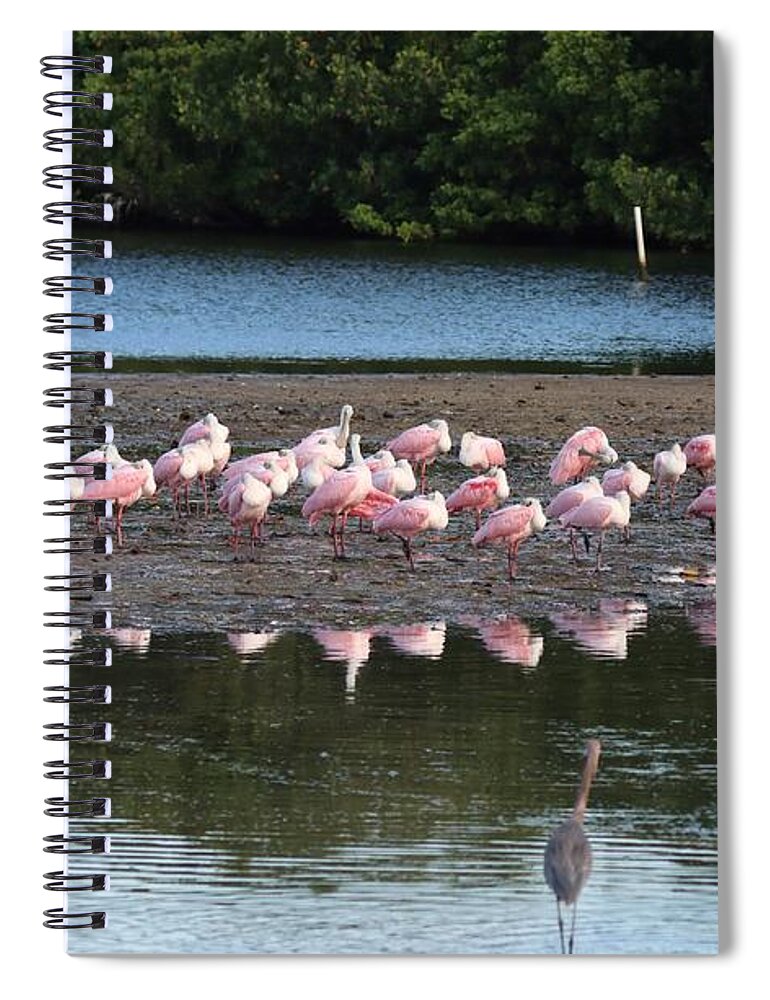 Roseate Spoonbill Spiral Notebook featuring the photograph Roseate Spoonbills Gather Together 7 by Mingming Jiang