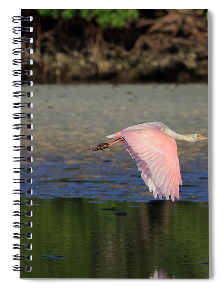 Roseate Spoonbill Spiral Notebook featuring the photograph Roseate Spoonbill in Flight by Mingming Jiang