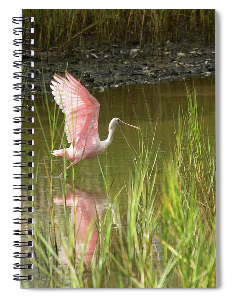 Roseate Spoonbill. Marsh Spiral Notebook featuring the photograph Roseate Spoonbill In Flight by Patricia Schaefer