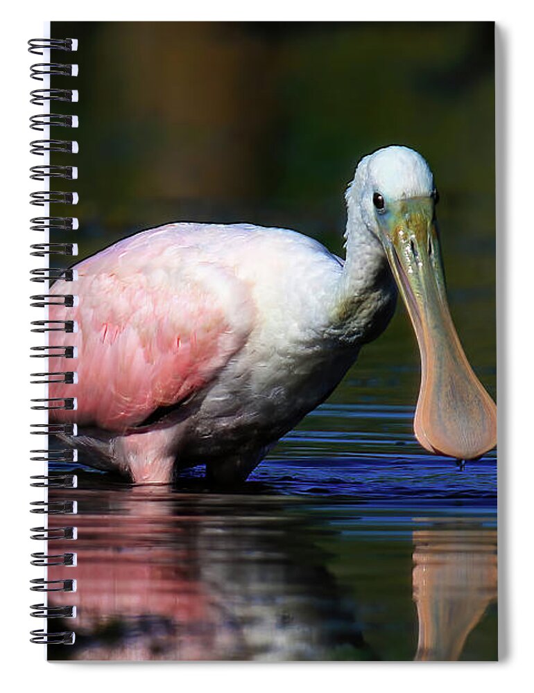 Roseate Spoonbill Spiral Notebook featuring the photograph Roseate Spoonbill by Shixing Wen