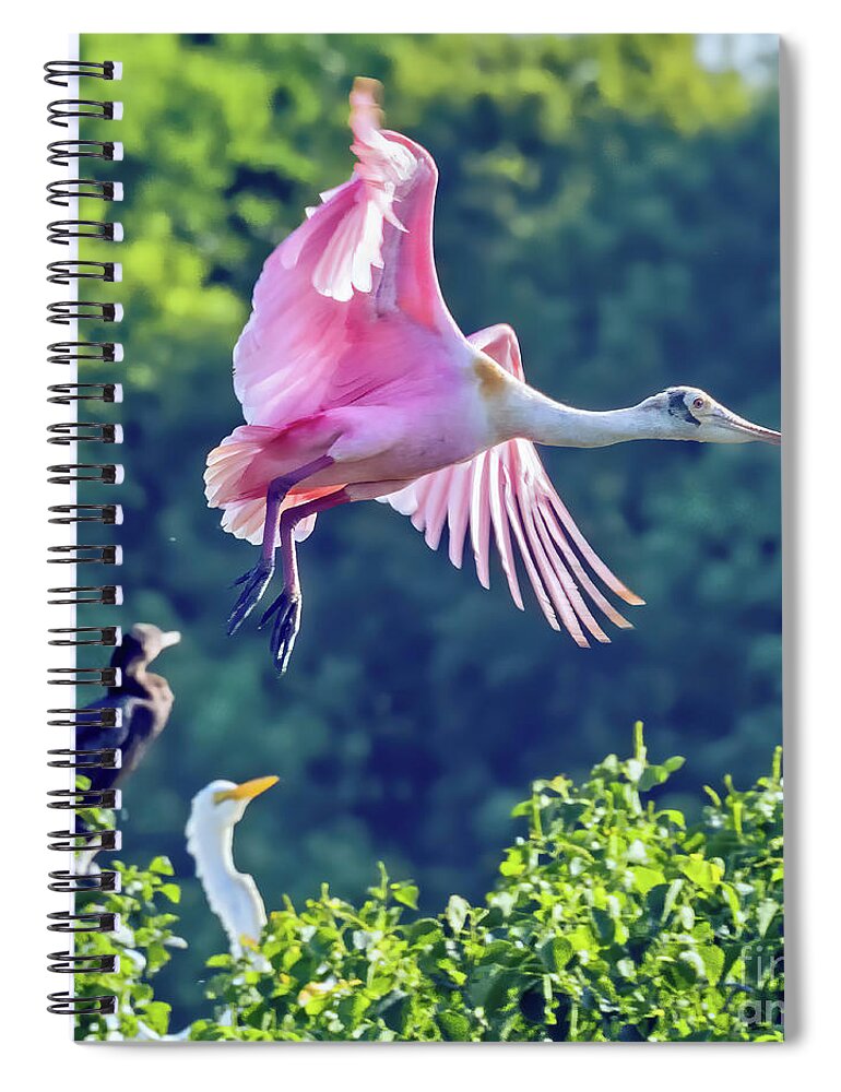 Bird Spiral Notebook featuring the photograph Roseate Spoonbill in Flight by Tom Watkins PVminer pixs
