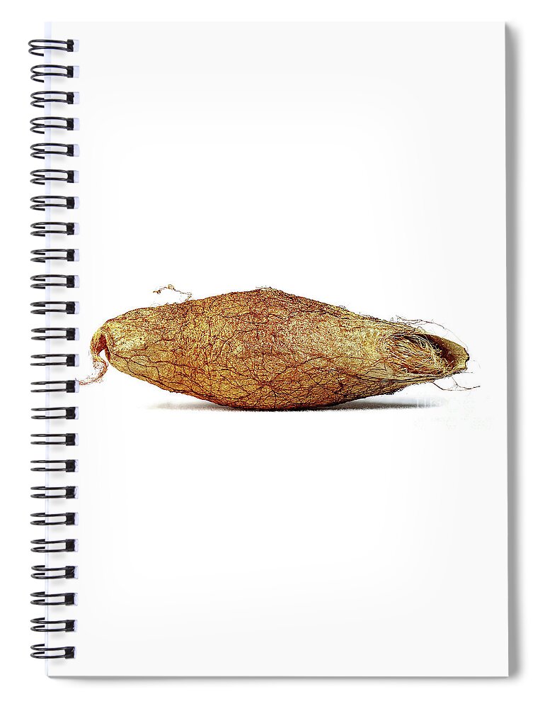 Rothschildia Spiral Notebook featuring the photograph Rothschildia Lebeau by Frederic Bourrigaud