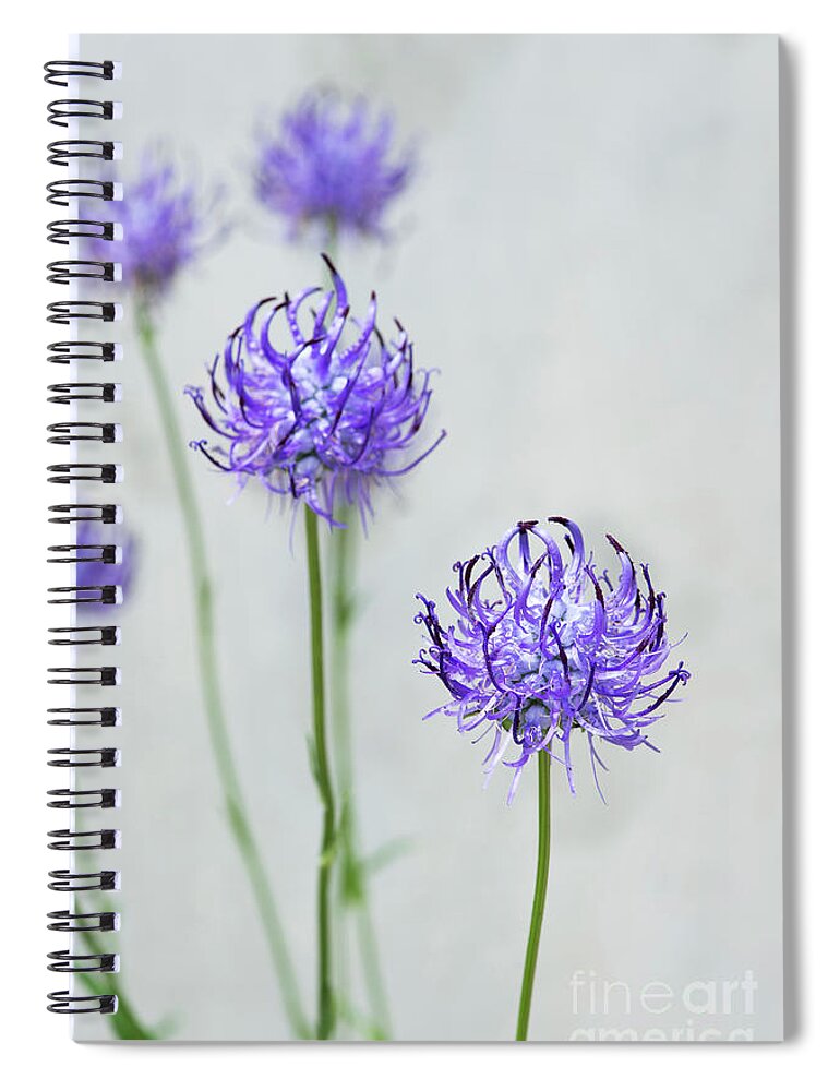 Round Headed Rampion Spiral Notebook featuring the photograph Round Headed Rampion Flowers by Tim Gainey