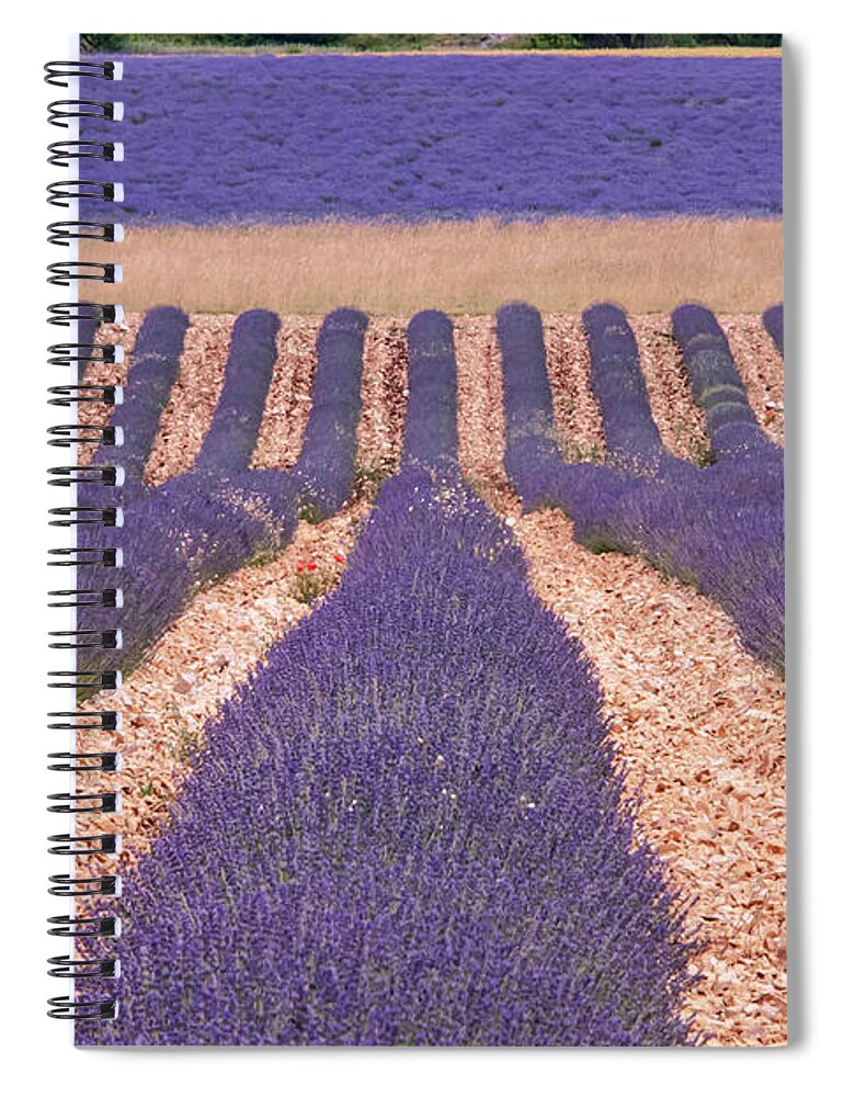 Sault Spiral Notebook featuring the photograph Rows of Lavender in Sault by Bob Phillips