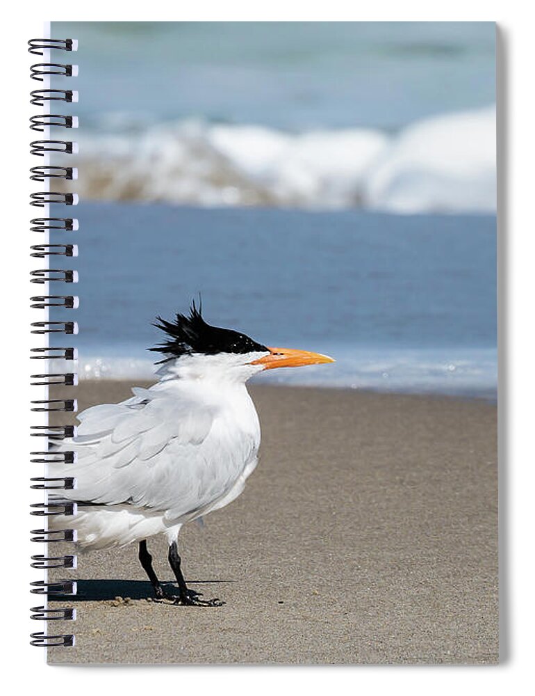 Birds Spiral Notebook featuring the photograph Royal Tern by David Lee