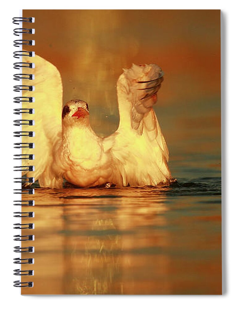Royal Tern Spiral Notebook featuring the photograph Royal Tern in Sunset by John F Tsumas