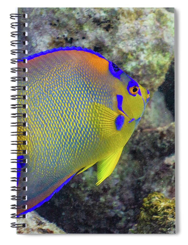 Fish Spiral Notebook featuring the photograph Royalty by Lynne Browne
