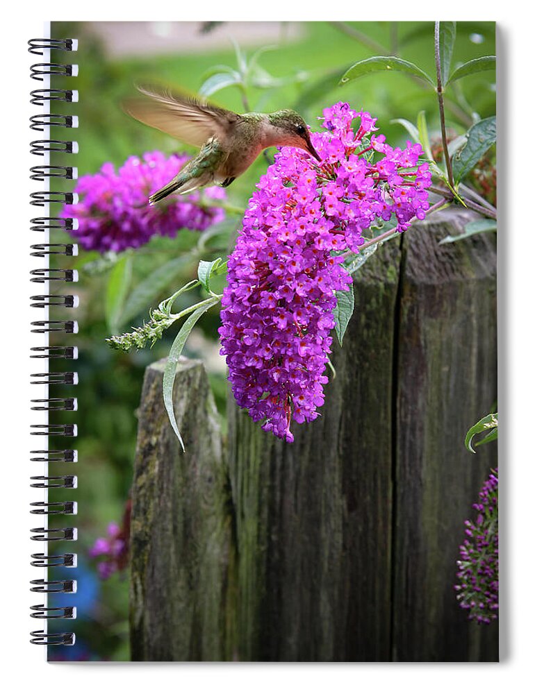 Nature Spiral Notebook featuring the photograph Ruby Throated Female Hummingbird by Jeff Folger