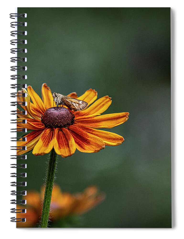Rudbeckia Spiral Notebook featuring the photograph Rudbeckia-Sitting Pretty by Judy Wolinsky
