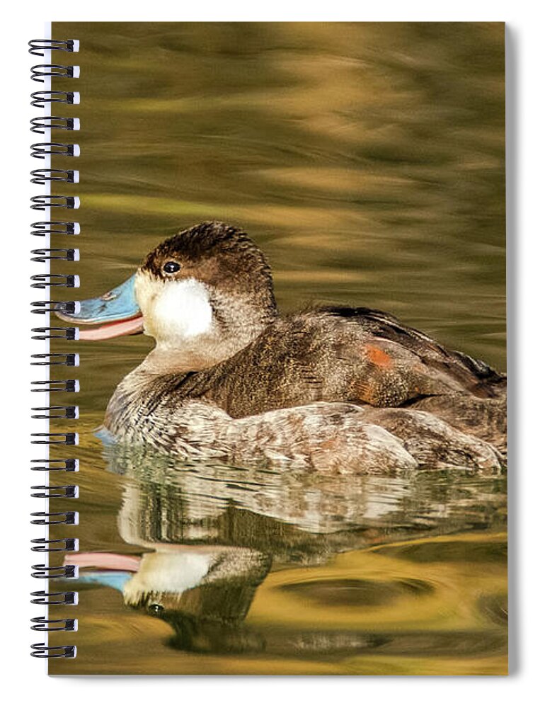 Ruddy Duck Spiral Notebook featuring the photograph Ruddy Duck 5968-012220-2 by Tam Ryan