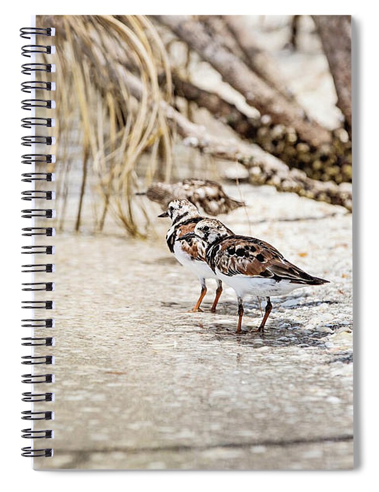 Nature Spiral Notebook featuring the photograph Ruddy Turnstone by Scott Pellegrin
