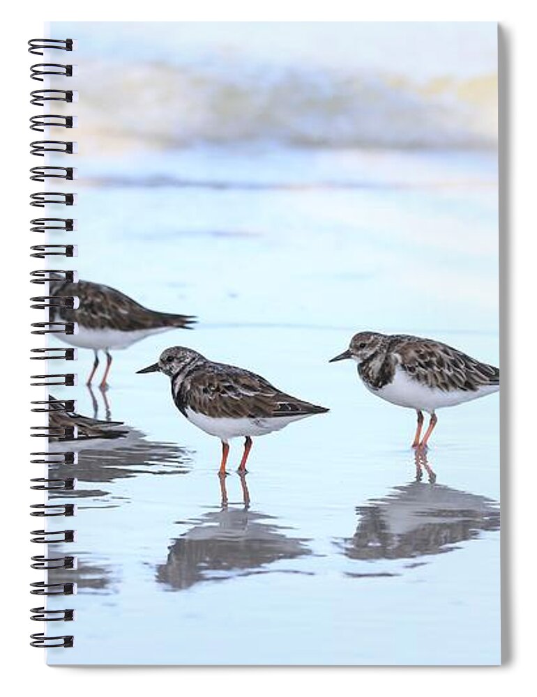 Ruddy Turnstones Spiral Notebook featuring the photograph Ruddy Turnstones by Mingming Jiang