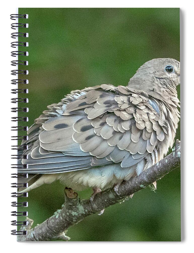 Bird Spiral Notebook featuring the photograph Ruffled feathers by Barry Bohn