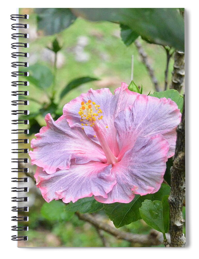 Flower Spiral Notebook featuring the photograph Ruffled Purple Pink Hibiscus by Amy Fose