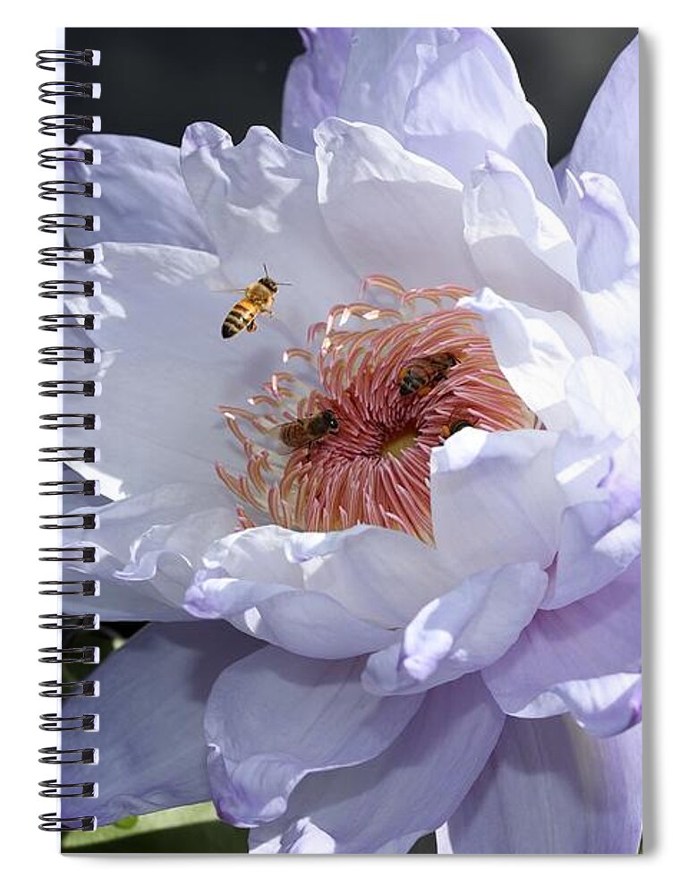 Water Lily Spiral Notebook featuring the photograph Ruffled Water Lily by Mingming Jiang
