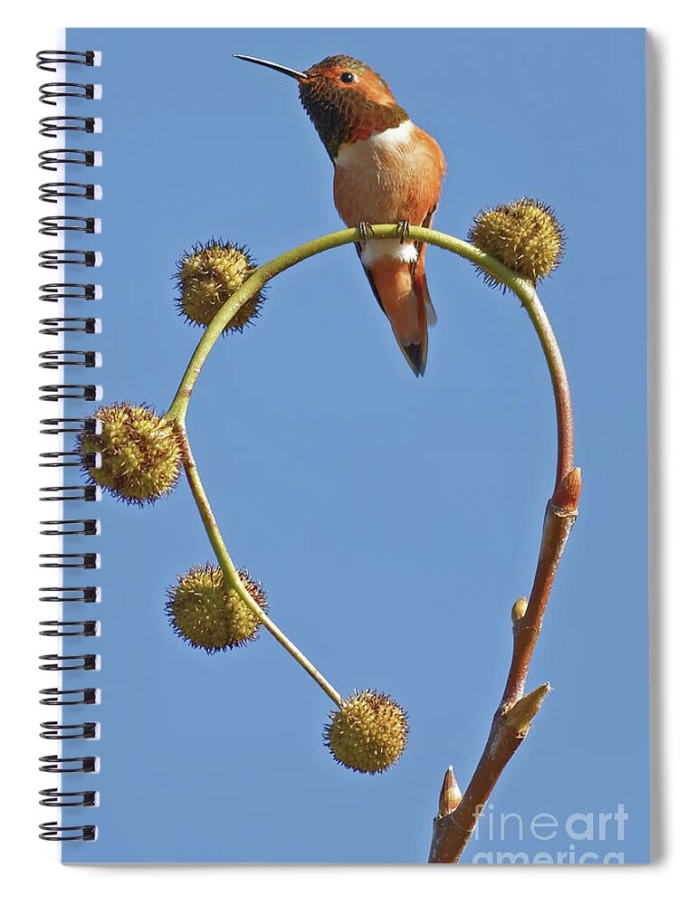Hummingbird Spiral Notebook featuring the photograph Rufous Hummingbird in California Bird Sanctuary by Natural Focal Point Photography