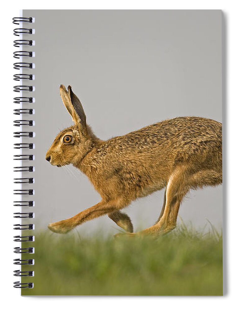 80084301 Spiral Notebook featuring the photograph Running Hare by Roger Tidman