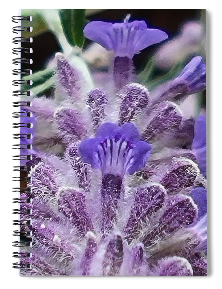 Russian Sage Bouquet Spiral Notebook featuring the photograph Russian Sage Bouquet by Jennifer Forsyth