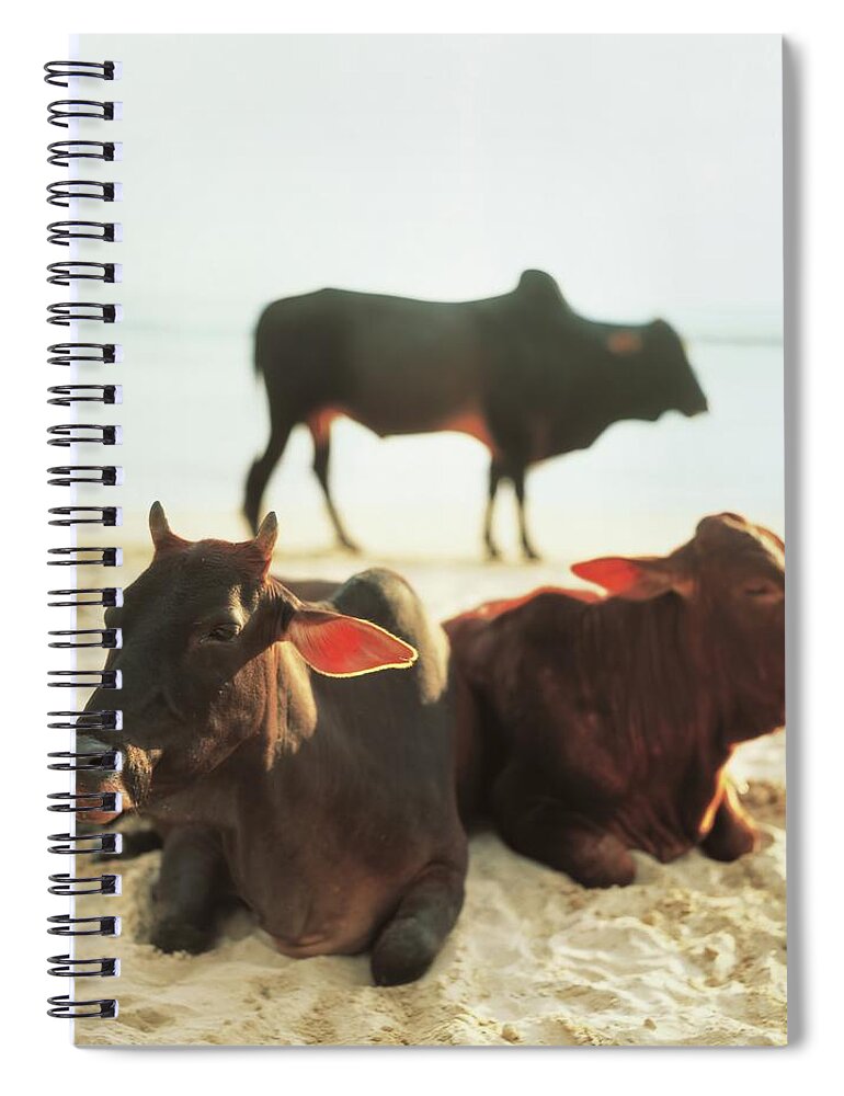 Sacred Spiral Notebook featuring the photograph Sacred Cows on the Beach by Carol Whaley Addassi