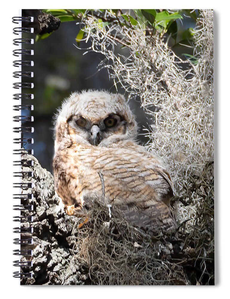Owlet Spiral Notebook featuring the photograph Safety Harbor Owlet Gets Its Colors by L Bosco