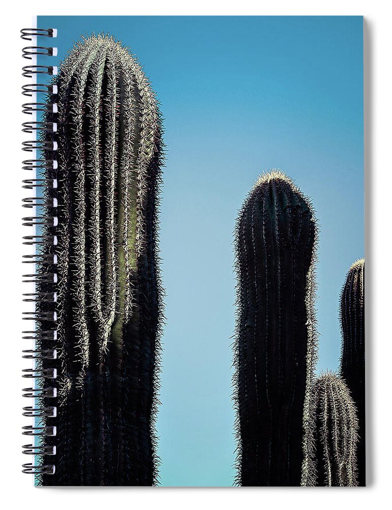 Arid Spiral Notebook featuring the photograph Saguaro Stand by Jennifer Wright