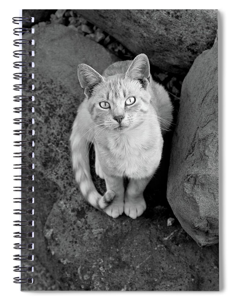 Cat Spiral Notebook featuring the photograph Saide by Gina Cinardo
