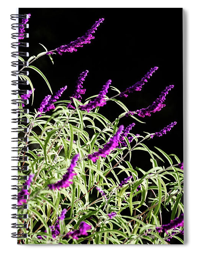 Attraction Spiral Notebook featuring the photograph Salvia leucantha purple velvet on natural black background by Jean-Luc Farges