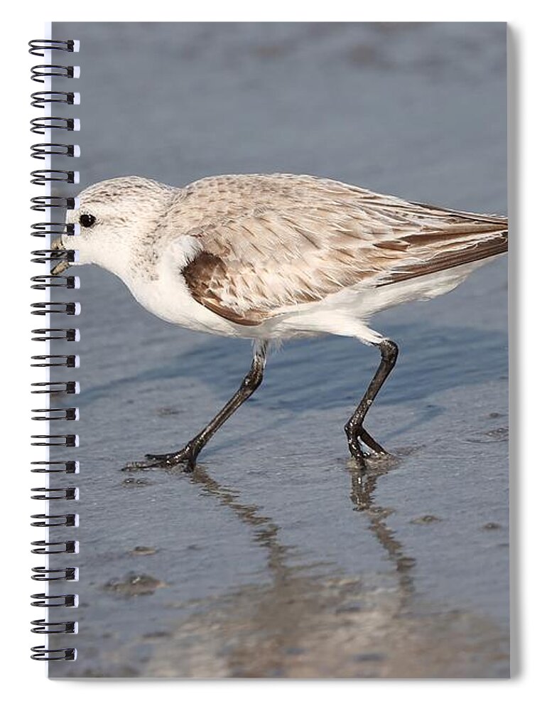 Sanderlings Spiral Notebook featuring the photograph Sanderling by Mingming Jiang