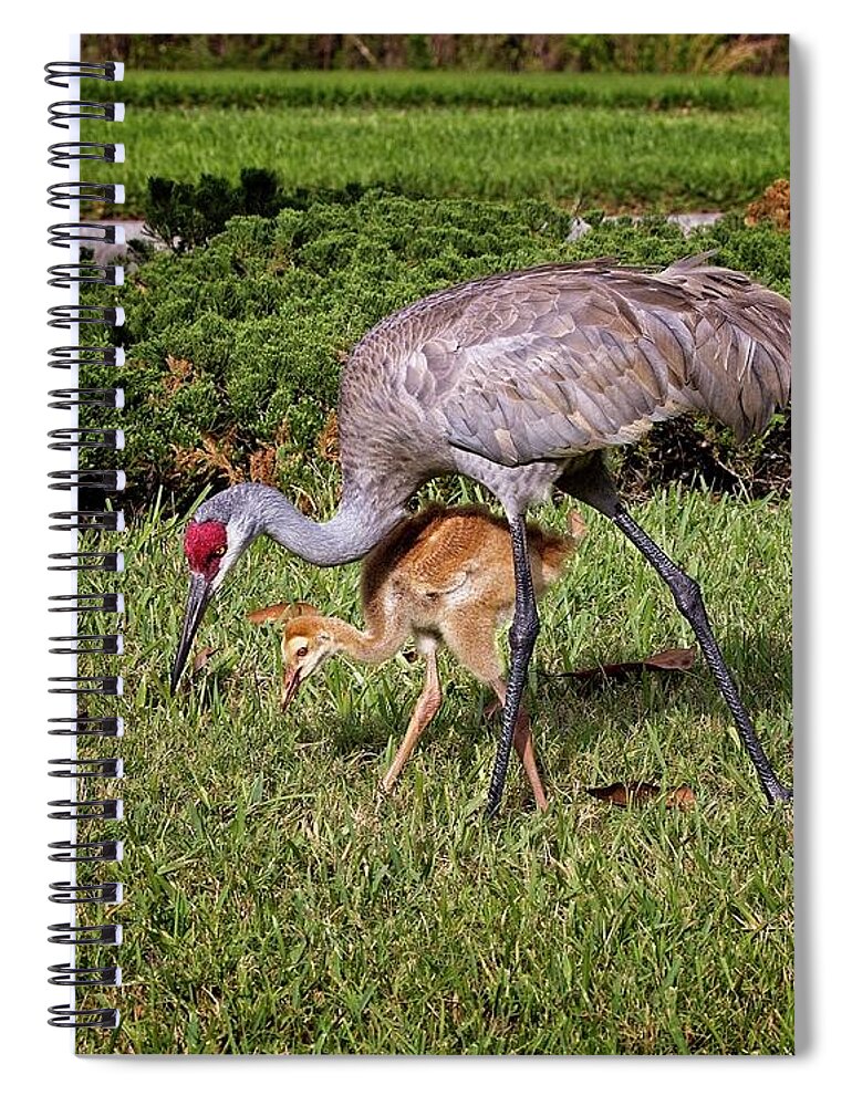 Sandhill Spiral Notebook featuring the photograph Sandhill Crane Feeding with Chick by Ronald Lutz