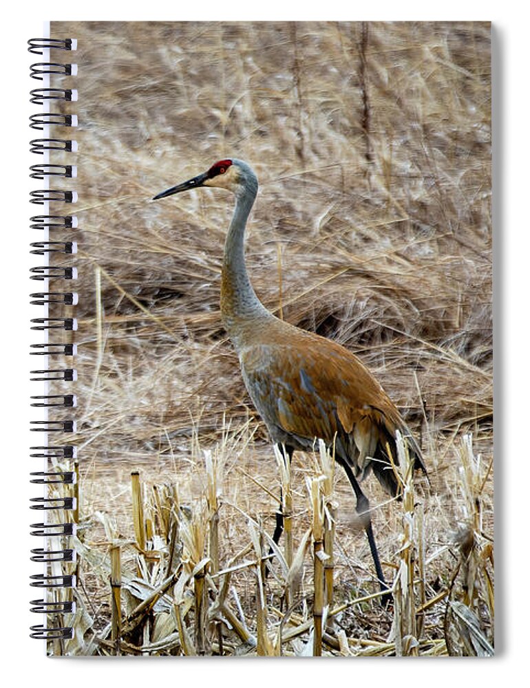Sandhill Cranes Spiral Notebook featuring the photograph Sandhill Cranes by Josh Bryant