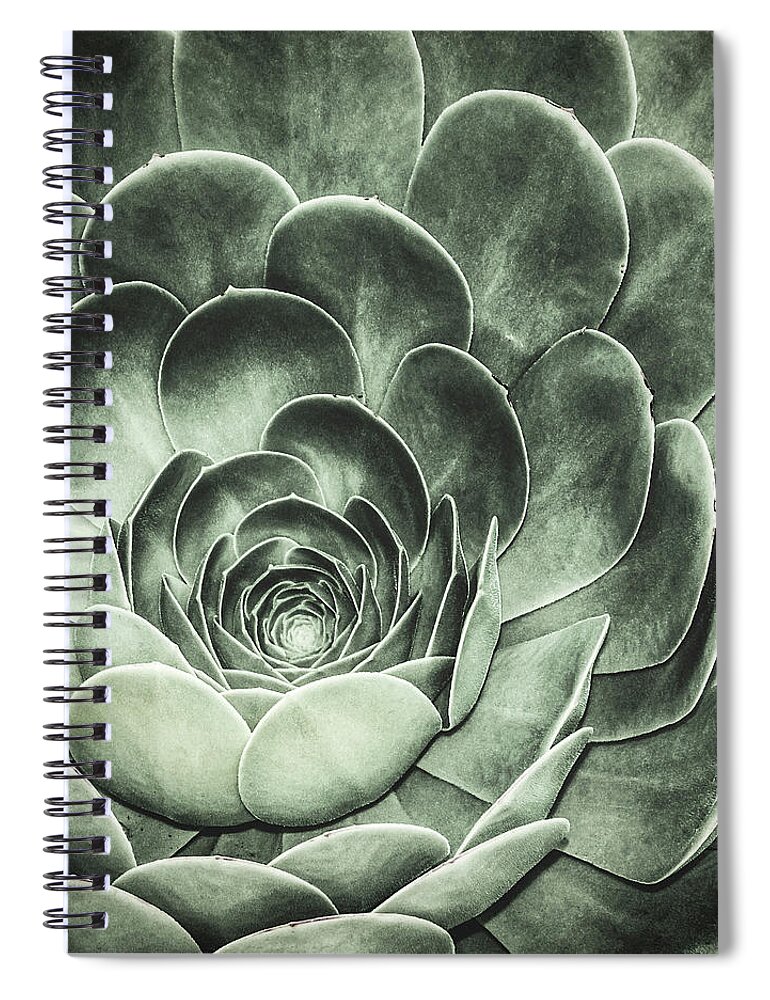 Echeveria Spiral Notebook featuring the photograph Santa Barbara Succulent #5 by Jennifer Wright