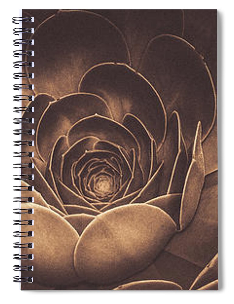 Echeveria Spiral Notebook featuring the photograph Santa Barbara Succulent#11 by Jennifer Wright