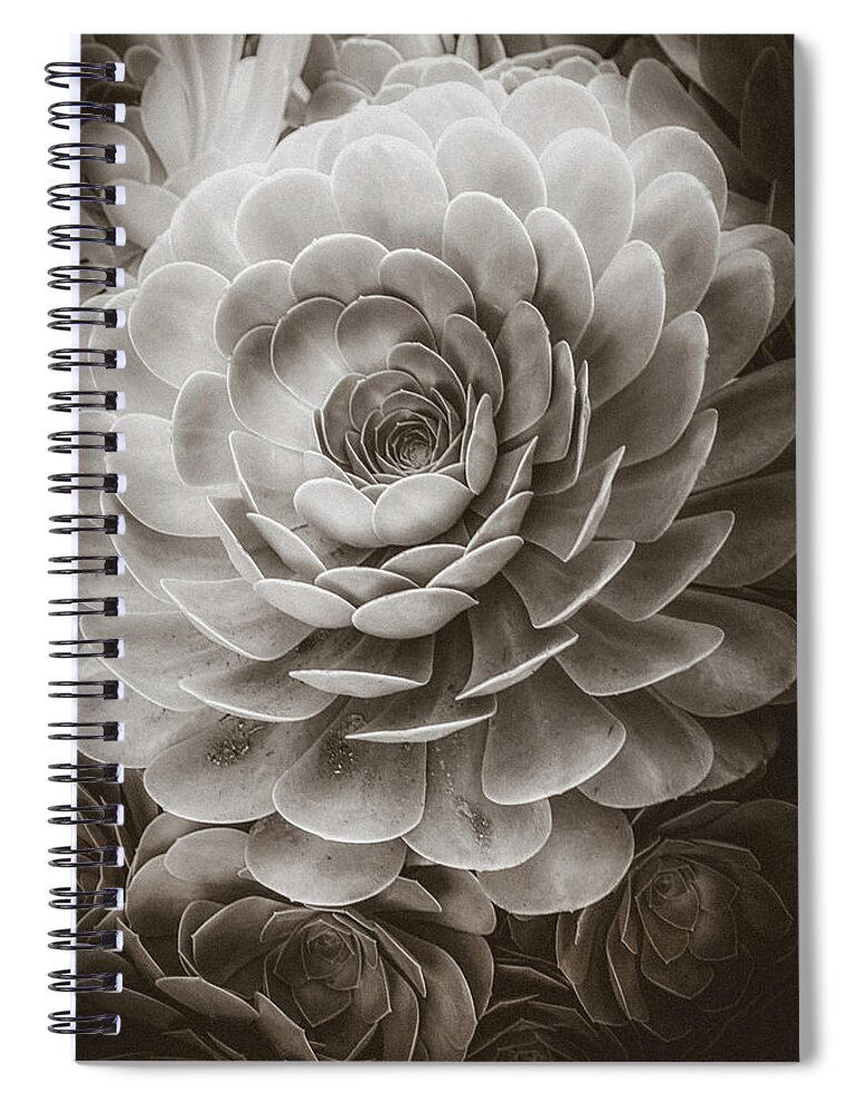 Soft Spiral Notebook featuring the photograph Santa Barbara Succulent#20 by Jennifer Wright