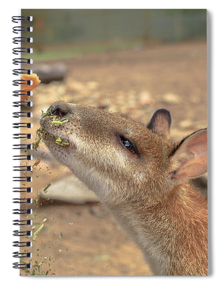 Wallaby Spiral Notebook featuring the photograph Save Australian Wallaby by Benny Marty