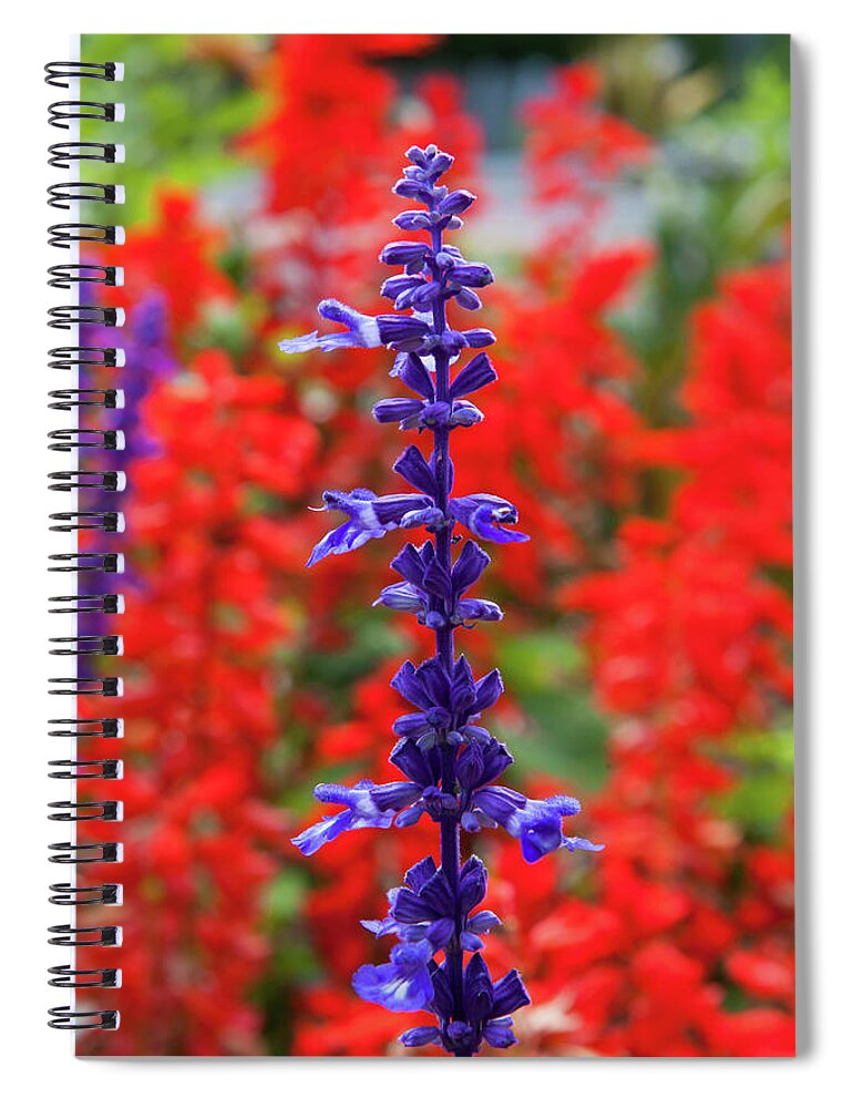 Scarlet Sage Spiral Notebook featuring the photograph Scarlet Sage _7873 by Rocco Leone