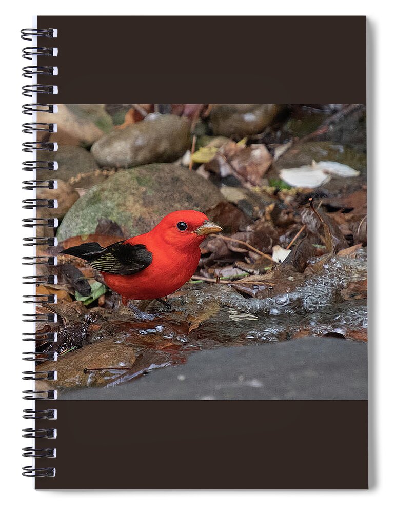 Scarlet Tanager Spiral Notebook featuring the photograph Scarlet Tanager Male by Cascade Colors