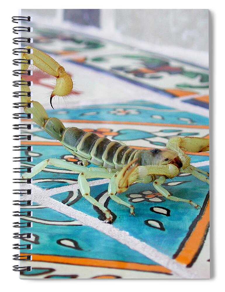 Scorpion Spiral Notebook featuring the photograph Scorpion by Perry Hoffman