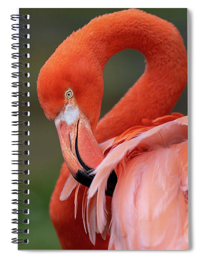 Bird Spiral Notebook featuring the photograph Scratching My Back by David Levin
