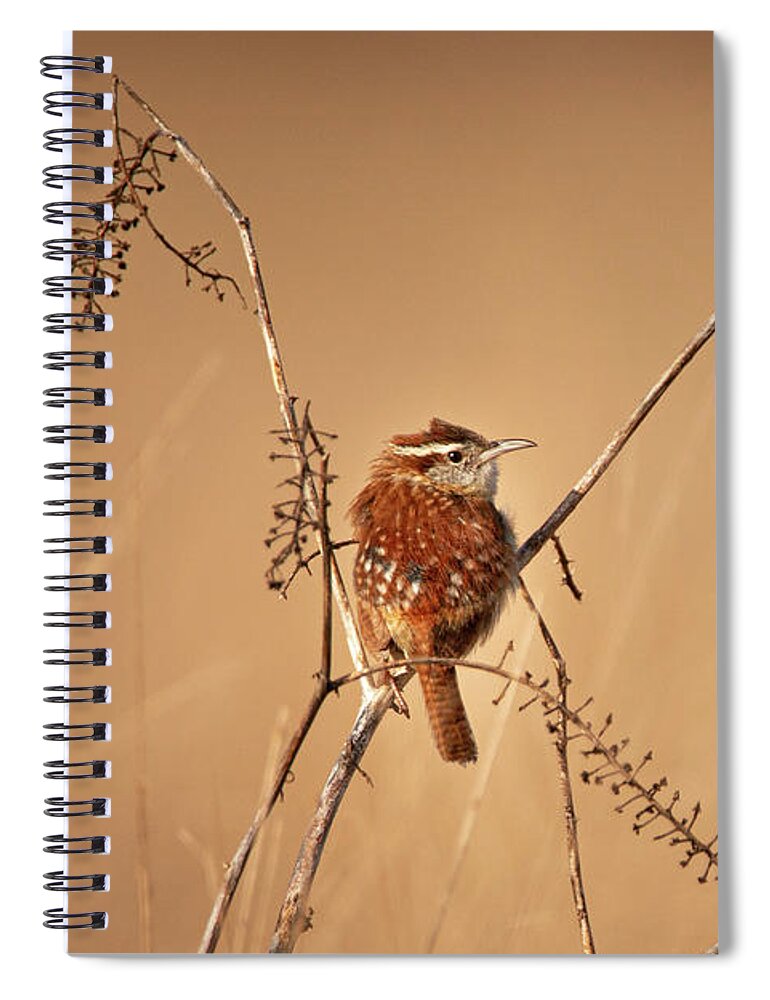 Adorable Spiral Notebook featuring the photograph Scruffy Carolina Wren by Kristia Adams