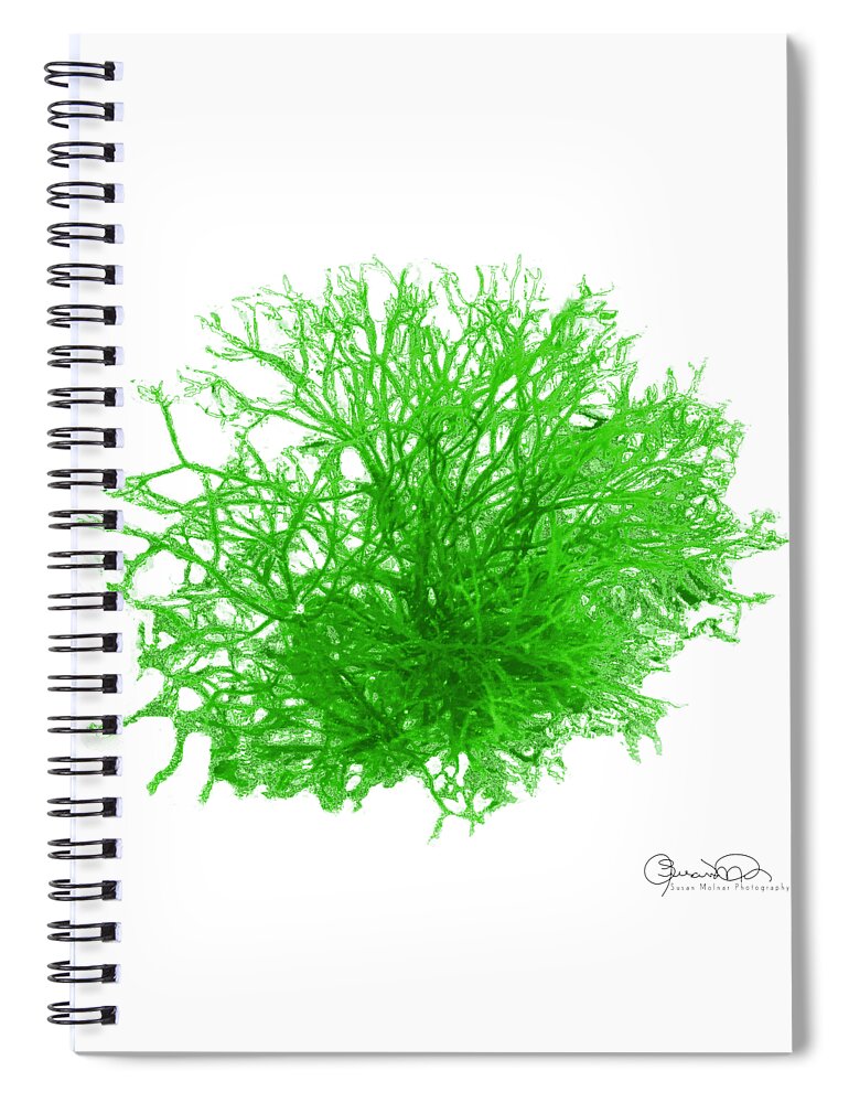 Sea Coral Twist 7 Spiral Notebook featuring the photograph Sea Coral Twist 7 by Susan Molnar