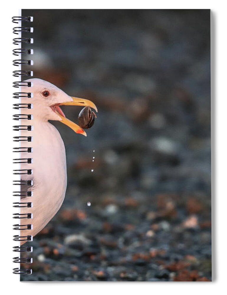 Sea Gull Spiral Notebook featuring the photograph Sea Gull and The Pebble by Tahmina Watson