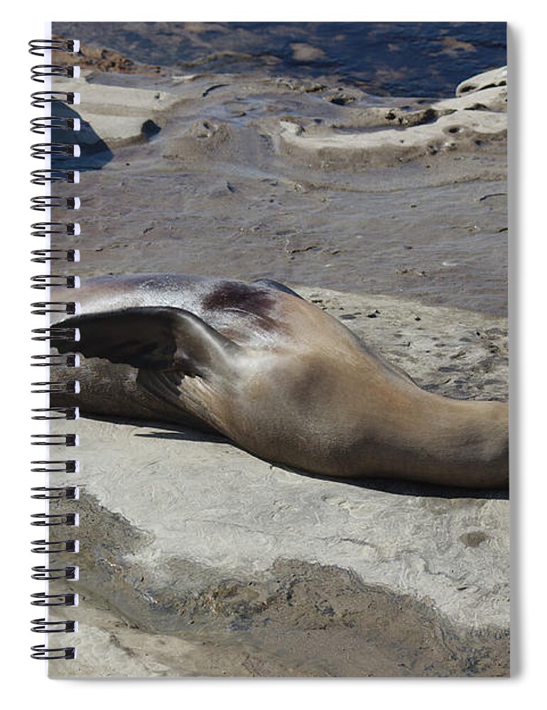 Sea Lions Spiral Notebook featuring the photograph Sea Lions in the Sun by Cathy Anderson