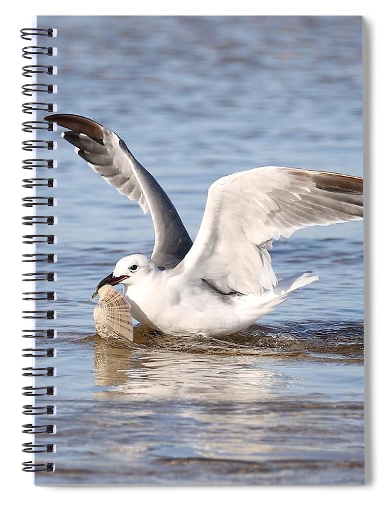 Seagull Spiral Notebook featuring the photograph Seagull and Its Catch by Mingming Jiang