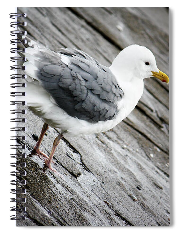 Vancouver Spiral Notebook featuring the photograph Seagull by Wilko van de Kamp Fine Photo Art